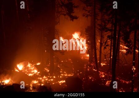 30. August 2021, Stateline, NV, USA: Feuer brennt auf dem Highway 50 östlich des Echo Summit während des Caldor-Feuers am Montag, den 30. August 2021 im El Dorado County. (Bild: © Paul Kitagaki Jr./ZUMA Press Wire) Stockfoto