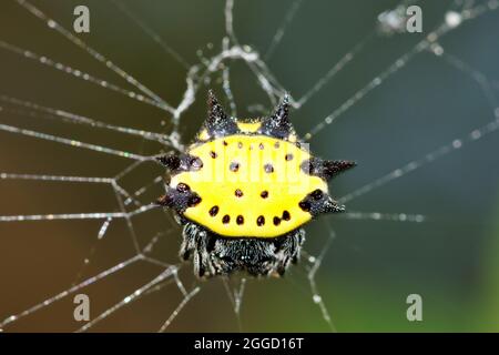 Spinybacked Orbweaver Spider (Gasteracantha cancriformis) weiblich in ihrem Netz, dorsale Ansicht Makro in Houston, TX. Stockfoto