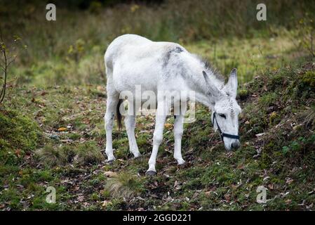 Esel weiden auf der Herbstweide. Weißer junger Esel. Stockfoto