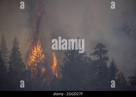 Lower Echo Lake, Usa. August 2021. Bäume explodieren am Montag, den 30. August 2021, während des Caldor-Feuers in der Nähe des Lower Echo Lake, Kalifornien, in Flammen. Die Stadt South Lake Tahoe steht unter Evakuierungsbefehlen. Foto von Peter DaSilva/UPI Credit: UPI/Alamy Live News Stockfoto