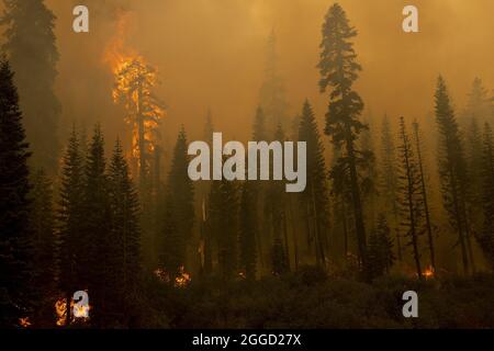 Lower Echo Lake, Usa. August 2021. Bäume explodieren am Montag, den 30. August 2021, während des Caldor-Feuers in der Nähe des Lower Echo Lake, Kalifornien, in Flammen. Die Stadt South Lake Tahoe steht unter Evakuierungsbefehlen. Foto von Peter DaSilva/UPI Credit: UPI/Alamy Live News Stockfoto