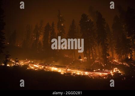 Flammen umschlingen einen Hang entlang des Highway 50 während des Caldor-Feuers in der Nähe von Meyers, Kalifornien, am Montag, den 30. August 2021. Die Stadt South Lake Tahoe, Kalifornien, steht unter Evakuierungsbefehlen. Foto von Peter DaSilva/UPI Stockfoto