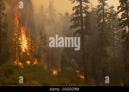 Lower Echo Lake, Usa. August 2021. Bäume explodieren am Montag, den 30. August 2021, während des Caldor-Feuers in der Nähe des Lower Echo Lake, Kalifornien, in Flammen. Die Stadt South Lake Tahoe steht unter Evakuierungsbefehlen. Foto von Peter DaSilva/UPI Credit: UPI/Alamy Live News Stockfoto