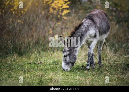 Grauer Esel auf der Herbstweide. Herbstlandschaft. Nutztier. Stockfoto