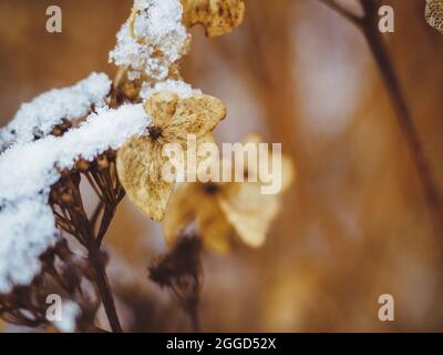 Trockene Hortensien (Hortensien) Blumen und Zweige bedeckt mit Schnee in der frühen Wintersaison. Malerische Winterlandschaft in ruhigen Lichttönen. Stockfoto