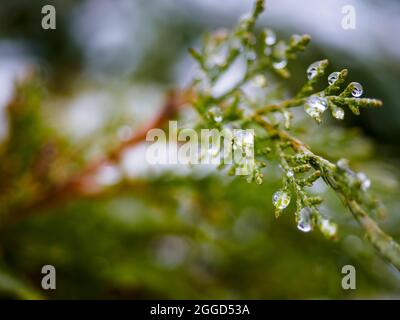 Wassertropfen auf den Blättern Thujas. Schmelzender Schnee oder Tau auf der grünen Thuja mit Wassertropfen, grüner floraler Hintergrund immergrüner Nadelbäume Stockfoto