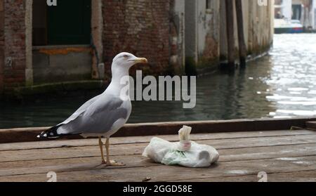 Eine Möwe, die auf einer hölzernen Plattform vor einem Müllbeutel auf einem Kanal in Venedig, Italien, ruht Stockfoto