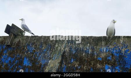 Zwei Möwen sitzen und ruhen auf einer seltsamen Wand, in hellblau gemalt, Alesund, Norwegen Stockfoto