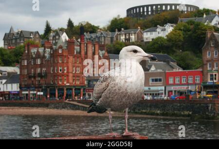 Eine Möwe, eine Seevögelin, sitzt auf einem rostigen Geländer vor dem malerischen Hafen von Oban, Schottland Stockfoto