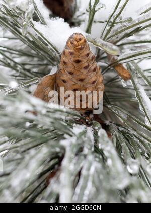 Verschneite Winterbäume und Kegel aus nächster Nähe Stockfoto