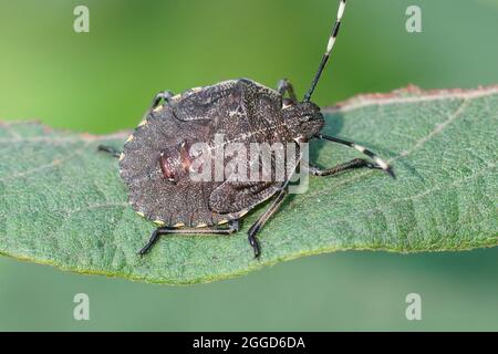 Nahaufnahme einer braunen Nymphe des fleckigen stinkenden Käfers, Rhapigaster nebulosa Stockfoto