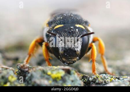 Frontale Nahaufnahme des Weibchens der Schwarzschwanzbiene, Pseudoanthidium melanurum Stockfoto