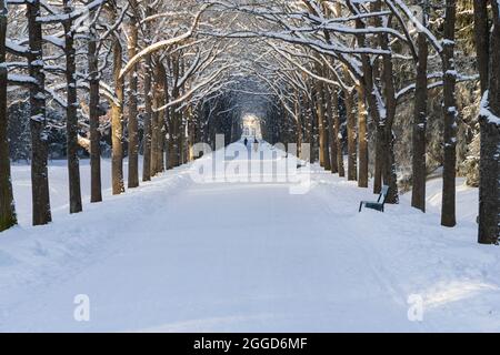 Winterlindallee mit Ästen, die einen gewölbten Bogen über einer Fußgängerstraße im Schnee bilden Stockfoto