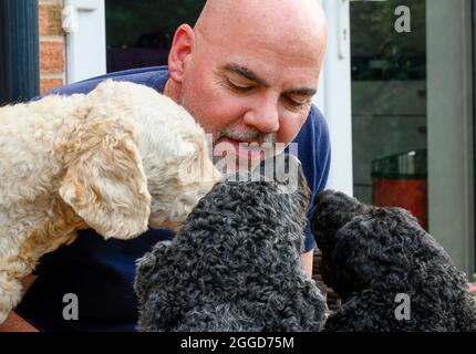 Ein kahlköpfiger Mann, der seinen drei Labradoodle-Hunden Zuneigung zeigt Stockfoto