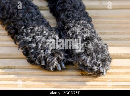 Nahaufnahme der Pfoten eines schwarz getäfelten Labradoodle auf einer Holzterrasse Stockfoto