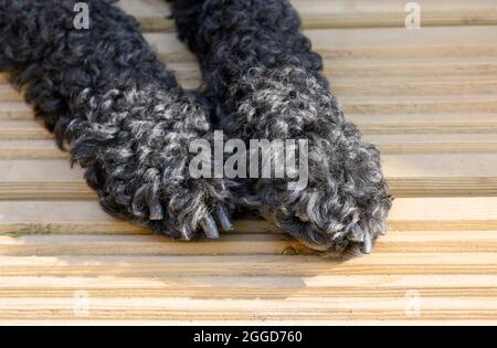 Nahaufnahme der Pfoten eines schwarz getäfelten Labradoodle auf einer Holzterrasse Stockfoto