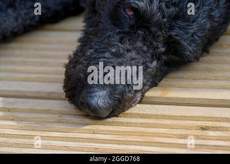 Nahaufnahme des Kopfes eines lockigen schwarzen Labradoodle-Hundes, der sich auf eine Holzterrasse legt Stockfoto