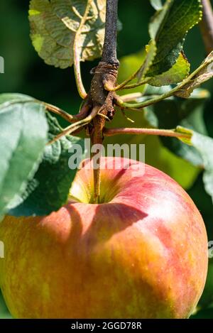 Einzelner roter Apfel auf einem Baum Zweig hängen Bio-hausgewachsene Früchte in Apfelgarten. Stockfoto