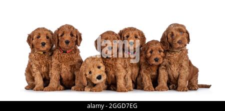 Eine Reihe von sieben liebenswerten roten 8 Wochen jungen Cobberdog aka Labradoodle Welpen, die alle nebeneinander sitzen. Alle blicken auf die Kamera. Isoliert auf einem WH Stockfoto