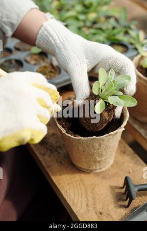 Hände einer Bäuerin in Handschuhen während der Umpflanzungsarbeiten im Treibhaus Stockfoto