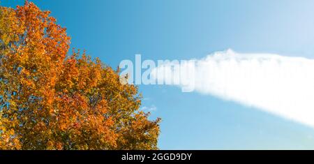 Banner mit bunten Klonen auf blauem Himmel Hintergrund, ein Ort für Text, Herbstlandschaft. Stockfoto