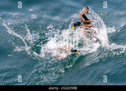 Bellano, Enten Spiele auf dem See, Comer See, Lombardei, Italien, Europa Stockfoto