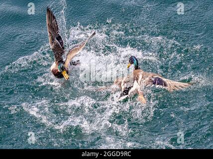 Bellano, Enten Spiele auf dem See, Comer See, Lombardei, Italien, Europa Stockfoto