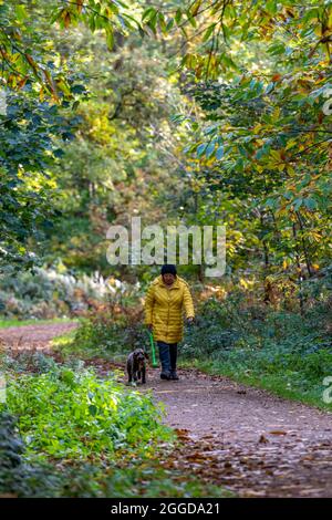 Ältere Dame Hündin, die an einem Herbsttag durch den Wald geht, mit bunten Bäumen der Saison und einem Pfad oder Wanderweg durch den Wald. Hunde. Stockfoto