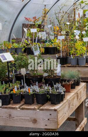 Garten-Center-Pflanzen, Poly-Tunnel-Pflanzen-Propagator, Pflanzen im Gewächshaus wachsen, Garten-Center-Pflanzen zum Verkauf, Auswahl der Pflanzen im Garten-Center. Stockfoto