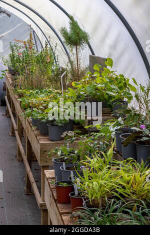 Garten-Center-Pflanzen, Poly-Tunnel-Pflanzen-Propagator, Pflanzen im Gewächshaus wachsen, Garten-Center-Pflanzen zum Verkauf, Auswahl der Pflanzen im Garten-Center. Stockfoto