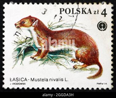 POLEN - UM 1984: Eine in Polen gedruckte Marke zeigt Weasel, Mustela nivalis, Protected Animal, um 1984 Stockfoto