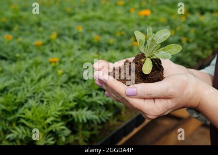 Hände junger Gärtnerinnen, die grünen Keimling halten, der in einem Haufen fruchtbaren Bodens oder Torf wächst Stockfoto