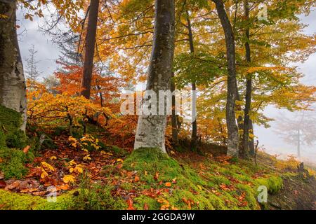Herbstwald an einem nebligen Morgen. Buchen in bunten Laub. Schöne Natur Hintergrund. Regnerisches Wetter Stockfoto