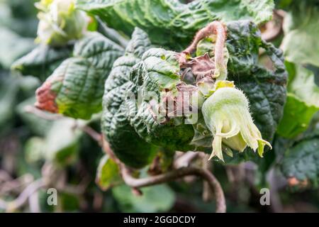 Haselnuss wächst auf Korkenzieher Haselnuss, Corylus avellana 'Contorta'. Stockfoto