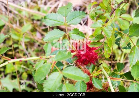 Leuchtend rote Moosgalle auf Rose, verursacht durch die Gallenwespe Diplolepis rosae. Stockfoto