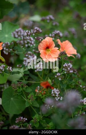 Kapuzinerkresse blüht und blühender Oregano Stockfoto