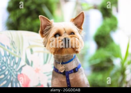 Ziemlich langhaarige, braune, reinrassige Yorkshire Terrier, kleiner Hund mit einem Haarschnitt, der auf einem Designerstuhl in einem Restaurant vor einem natürlichen grünen Rücken sitzt Stockfoto