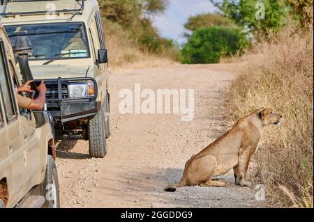 Touristenautos, die Löwin (Löwe, Panthera leo) auf dem Landungsgebiet, Tarangire National Park, Tansania, Afrika beobachten Stockfoto