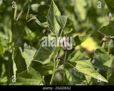 eibisch althea Pflanze Blume Nahaufnahme Detail Stockfoto