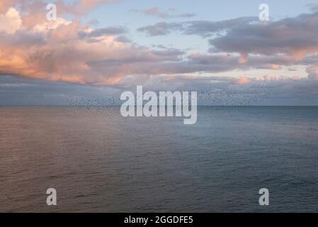 Eine abendliche Murmuration von Staren vor dem Strand in Brighton, East Sussex, Großbritannien Stockfoto