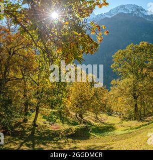 Uralter Kastanienwald im Bregaglia-Tal bei Soglio in Herbstfarben, Graubünden, Schweiz Stockfoto