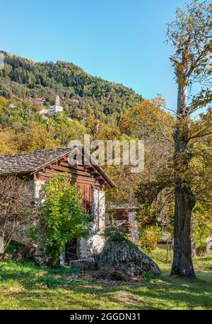 Uralter Kastanienwald im Bregaglia-Tal bei Soglio in Herbstfarben, Graubünden, Schweiz Stockfoto