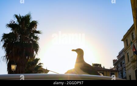 möwe auf Autodach mit hinterleuchtetem Sonnenlicht, Palmen, Gebäuden auf dem Boden und italienischer Flagge Stockfoto