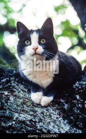 Schwarz-weiße Katze im Baum Foto: Bo Arrhed Stockfoto