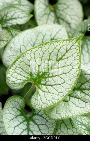 Brunnera macrophylla Jack Frost zeigt im Frühjahr charakteristische silberne und grüne Blätter. VEREINIGTES KÖNIGREICH Stockfoto