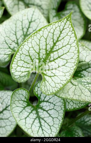 Brunnera macrophylla Jack Frost zeigt im Frühjahr charakteristische silberne und grüne Blätter. VEREINIGTES KÖNIGREICH Stockfoto