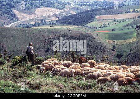 Schäferhund Herde von Schafen in den Pyrenäen, Frankreich Stockfoto