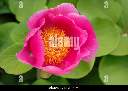 Peonia mascula ssp triternata. Einzelne rosa Blume der krautigen mehrjährigen Pfingstrose, Paeonia mascula ssp triternata. Stockfoto