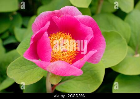 Peonia mascula ssp triternata. Einzelne rosa Blume der krautigen mehrjährigen Pfingstrose, Paeonia mascula ssp triternata. Stockfoto