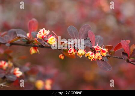 Berberis thunbergii atropurpurea „Rose Glow“. Berberis 'Rosy Glow', auch Berberis Rose Glow genannt, zeigt kleine Blumen im Frühjahr. VEREINIGTES KÖNIGREICH Stockfoto